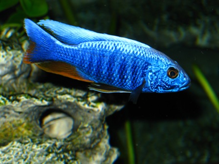 20111211801_Acquario 2 147.jpg